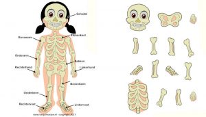 menselijk lichaam skelet