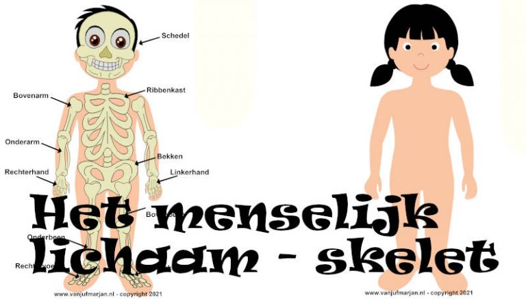 Menselijk lichaam – skelet